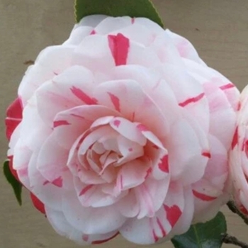 Camellia japonica 'LA Peppermint' 