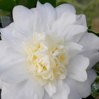 Camellia 'Winter's Snowman' USPP29866P2