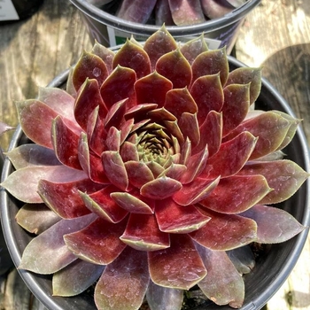 Sedum rubrotictum 'Pork and Beans' 