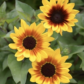 Helianthus annuus 'TMSNBLEV01' PP26691P2