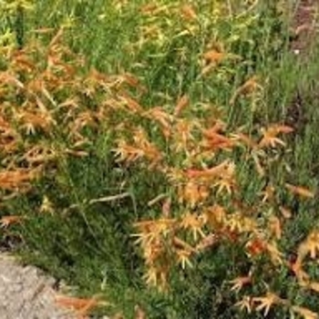 Penstemon pinifolius 'Sunset Glow' PP24016P3