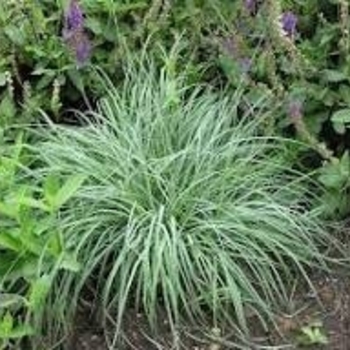 Carex glauca 'Blue Zinger' 