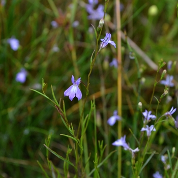 Lobelia kalmii