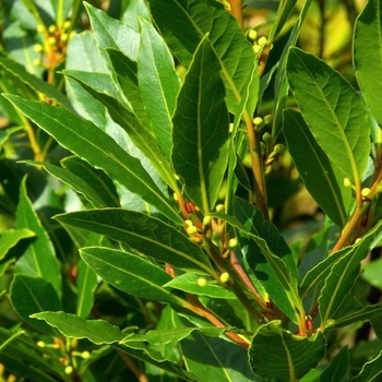 Laurus nobilis 'Aurea' 
