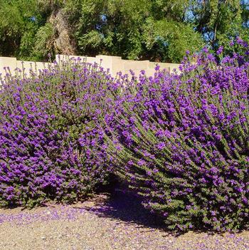 Leucophyllum frutescens 'Heavenly Cloud' 
