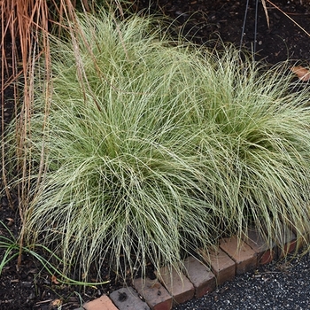 Carex tenuiculmis