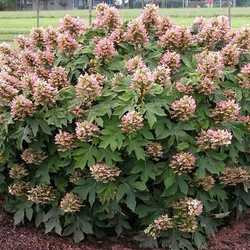 Hydrangea quercifolia 'Munchkin' 