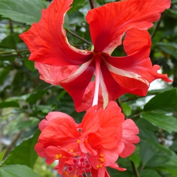 Hibiscus rosa-sinensis 'El Capitolio' 