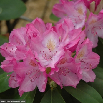 Rhododendron 'English Roseum' 