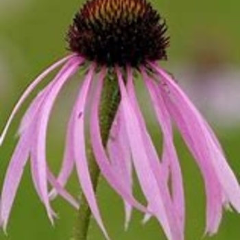 Echinacea pallida