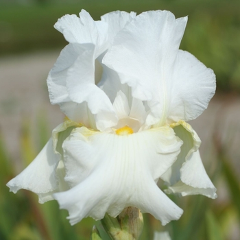 Iris germanica 'War Chief' 