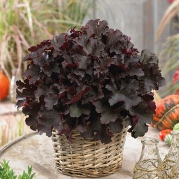 Heuchera 'Indian Summer Bilberry' 