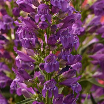 Penstemon barbatus Summit Sweets™ '' (309285)