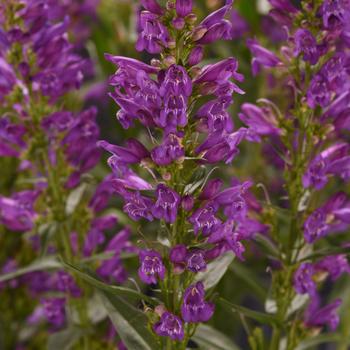 Penstemon barbatus Summit Sweets™ '' (309286)