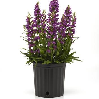 Penstemon barbatus