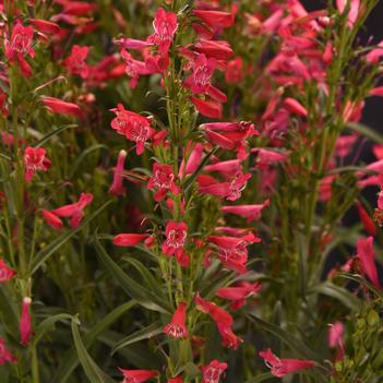 Penstemon barbatus Summit Sweets™ Ruby