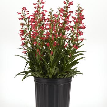 Penstemon barbatus Summit Sweets™ '' (309290)