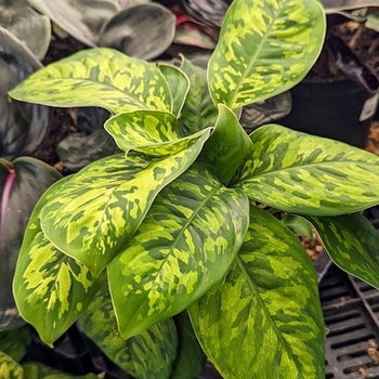Homalomena 'Multiple Varieties' 