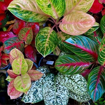 Aglaonema 