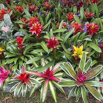 Aechmea 