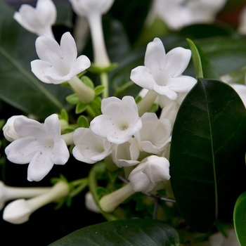 Stephanotis floribunda 'Variegata' 