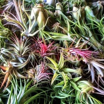 Tillandsia juncea