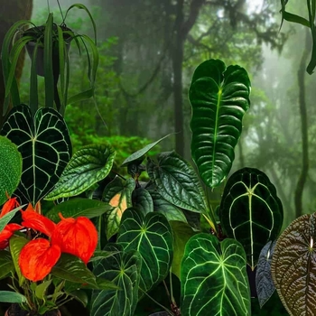 Anthurium 