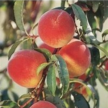 Prunus persica 'Elberta' 