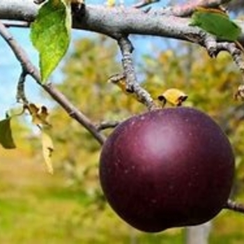Malus pumila 'Lonacre' Lonacre