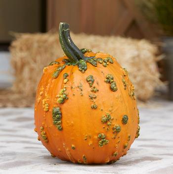 Cucurbita pepo 'Knuckle Head' 
