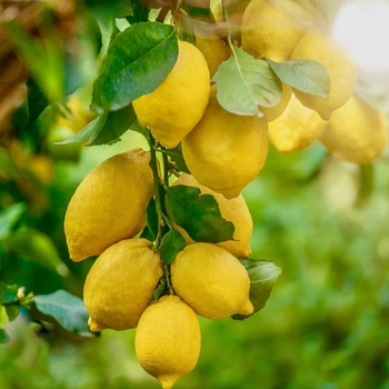 Citrus limon 'Harvey' 