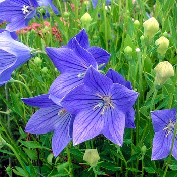 Platycodon 