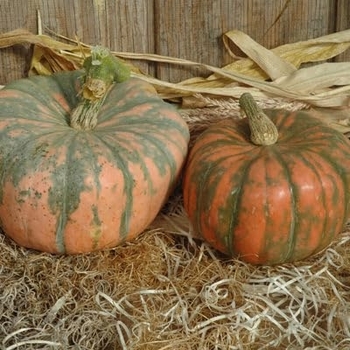Cucurbita 'Gizmo' 