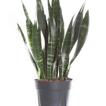 Sansevieria trifasciata 'Black Coral' 