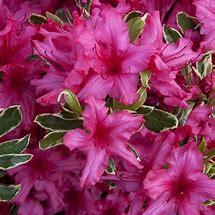 Rhododendron Girard Hybrid 'Silver Sword' 