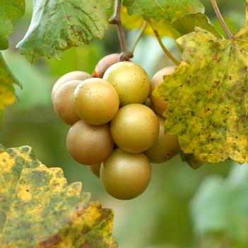 Vitis rotundiflora 'Carlos' 