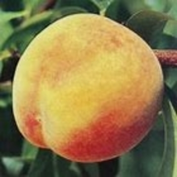 Prunus persica 'Hale Haven' 
