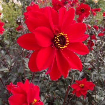 Dahlia 'Bishop of Llandaff' 