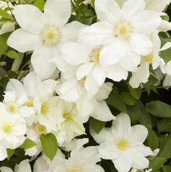 Clematis 'Toki' 