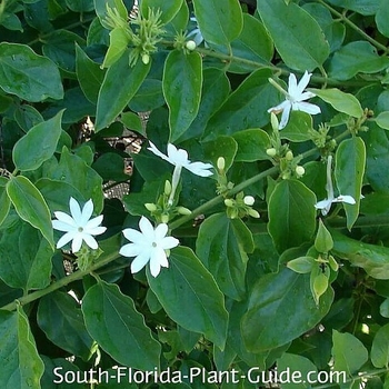 Jasminum multiflorum