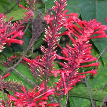 Odontonema strictum