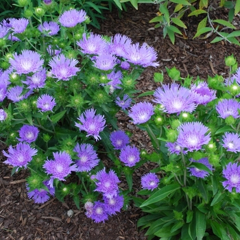Stokesia laevis
