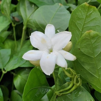 Jasminum sambac 'Belle of India' 