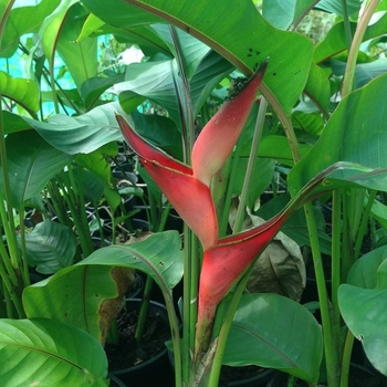 Heliconia stricta