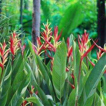 Heliconia psittacorum 'Choconiana'