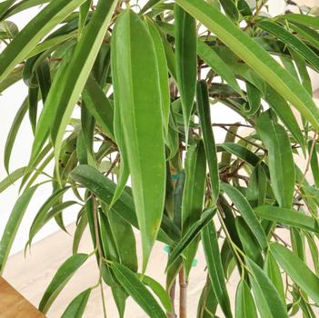 Ficus maclellandii 'Alii' 
