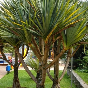 Pandanus utilis