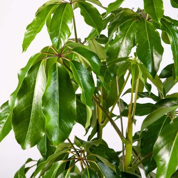 Schefflera actinophylla 'Amate' 