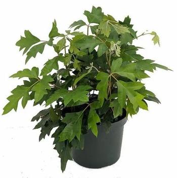 Cissus rhombifolia