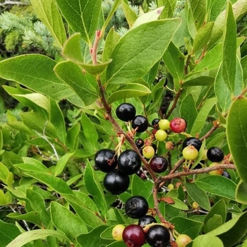 Gaylussacia baccata